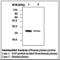 Amyloid P Component, Serum antibody, LS-B6259, Lifespan Biosciences, Western Blot image 