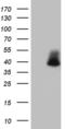 DNA-directed RNA polymerase III subunit H antibody, MA5-27150, Invitrogen Antibodies, Western Blot image 