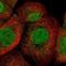 Kazrin antibody, NBP1-92038, Novus Biologicals, Immunofluorescence image 