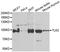 Tousled Like Kinase 2 antibody, PA5-77019, Invitrogen Antibodies, Western Blot image 