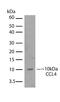 C-C Motif Chemokine Ligand 4 antibody, 710016, Invitrogen Antibodies, Western Blot image 