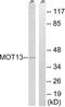 Solute Carrier Family 16 Member 13 antibody, LS-C120096, Lifespan Biosciences, Western Blot image 