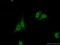 NFIL3 antibody, 11773-1-AP, Proteintech Group, Immunofluorescence image 