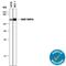 Ring Finger Protein 31 antibody, MAB8039, R&D Systems, Western Blot image 