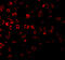 CRAF1 antibody, 3599, ProSci Inc, Immunofluorescence image 