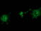 ZFP36 Ring Finger Protein antibody, LS-C172611, Lifespan Biosciences, Immunofluorescence image 