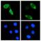 Cas9 antibody, NBP2-36440, Novus Biologicals, Immunofluorescence image 