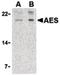 Groucho antibody, orb87283, Biorbyt, Western Blot image 