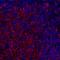 Major Histocompatibility Complex, Class II, DR Alpha antibody, A500-022A, Bethyl Labs, Immunofluorescence image 