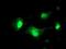 Plasma serine protease inhibitor antibody, NBP2-01833, Novus Biologicals, Immunocytochemistry image 