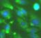 Mitogen-activated protein kinase 11 antibody, FNab10226, FineTest, Immunofluorescence image 