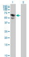 Biotinidase antibody, LS-C196774, Lifespan Biosciences, Western Blot image 