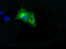 B-Raf Proto-Oncogene, Serine/Threonine Kinase antibody, TA500845, Origene, Immunofluorescence image 