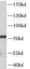 A-Kinase Anchoring Protein 8 Like antibody, FNab00258, FineTest, Western Blot image 