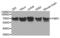 Fragile X Mental Retardation 1 antibody, abx001226, Abbexa, Western Blot image 