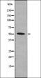 Flk antibody, orb335815, Biorbyt, Western Blot image 