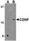 Cerebral Dopamine Neurotrophic Factor antibody, LS-B2731, Lifespan Biosciences, Western Blot image 