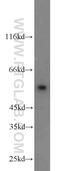 SMAD2 antibody, 12570-1-AP, Proteintech Group, Western Blot image 