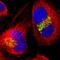 Golgin subfamily B member 1 antibody, NBP1-91938, Novus Biologicals, Immunofluorescence image 