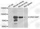 Influenza Virus NS1A Binding Protein antibody, A4442, ABclonal Technology, Western Blot image 