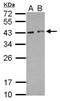 Protein HEXIM2 antibody, NBP2-16812, Novus Biologicals, Western Blot image 