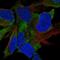 FAT Atypical Cadherin 4 antibody, PA5-62694, Invitrogen Antibodies, Immunofluorescence image 