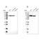Niban Apoptosis Regulator 2 antibody, NBP1-88783, Novus Biologicals, Western Blot image 