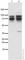 Forkhead Box P1 antibody, ab16645, Abcam, Western Blot image 