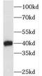 Enoyl-CoA Delta Isomerase 2 antibody, FNab06299, FineTest, Western Blot image 