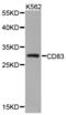 CD83 Molecule antibody, abx001657, Abbexa, Western Blot image 