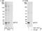 SUB1 Regulator Of Transcription antibody, A301-162A, Bethyl Labs, Immunoprecipitation image 
