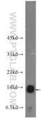 COX assembly mitochondrial protein homolog antibody, 24030-1-AP, Proteintech Group, Western Blot image 