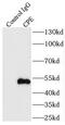 Carboxypeptidase E antibody, FNab01266, FineTest, Immunoprecipitation image 