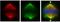 HAUS Augmin Like Complex Subunit 6 antibody, GTX118732, GeneTex, Immunofluorescence image 