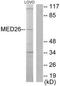 Mediator Complex Subunit 26 antibody, TA314911, Origene, Western Blot image 