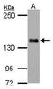 Caspase recruitment domain-containing protein 11 antibody, PA5-29702, Invitrogen Antibodies, Western Blot image 