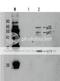 HIV1 gp41 antibody, 65-021, BioAcademia Inc, Western Blot image 