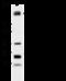 Insulin Like Growth Factor 2 Receptor antibody, 107533-T40, Sino Biological, Western Blot image 