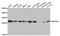 Aspartyl-tRNA synthetase, mitochondrial antibody, orb373782, Biorbyt, Western Blot image 