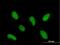 Integrator Complex Subunit 12 antibody, H00057117-B01P, Novus Biologicals, Immunocytochemistry image 