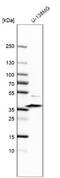Sarcoglycan Epsilon antibody, NBP2-57804, Novus Biologicals, Western Blot image 