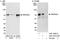 DDB1 And CUL4 Associated Factor 8 antibody, A301-556A, Bethyl Labs, Western Blot image 