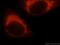 Cysteine desulfurase, mitochondrial antibody, 15370-1-AP, Proteintech Group, Immunofluorescence image 