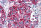 Neuropeptide Y Receptor Y5 antibody, MBS244289, MyBioSource, Immunohistochemistry frozen image 