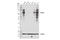 IKAROS Family Zinc Finger 2 antibody, 42427S, Cell Signaling Technology, Western Blot image 
