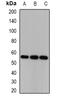 COP9 signalosome complex subunit 1 antibody, orb378086, Biorbyt, Western Blot image 