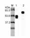 Interleukin 23 Subunit Alpha antibody, ALX-804-710-C100, Enzo Life Sciences, Western Blot image 