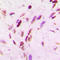 p53 antibody, LS-C358388, Lifespan Biosciences, Immunohistochemistry frozen image 