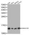 Histone H2B antibody, LS-C332084, Lifespan Biosciences, Western Blot image 