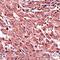 Breast Carcinoma Amplified Sequence 4 antibody, orb75372, Biorbyt, Immunohistochemistry paraffin image 